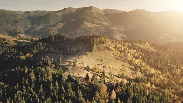 Sun Rays at Mountain Pine Forest Aerial alt
