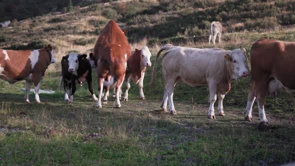 Bull and Cow are Breeding on a Beautiful Meadow in Val Gardena Italy. Cows are grazing on the pastur alt