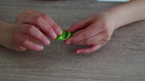 Woman Hands Snapping Aloe Vera Leaf