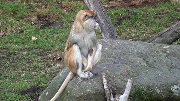 The patas monkey (Erythrocebus patas), also known as the wadi monkey or hussar monkey