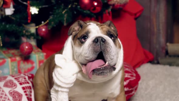 Portrait of a Cute Funny Bulldog Under a Christmas Fir Tree alt