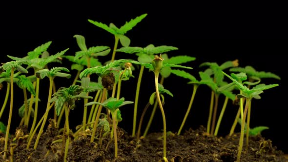 Marijuana Plant Growing