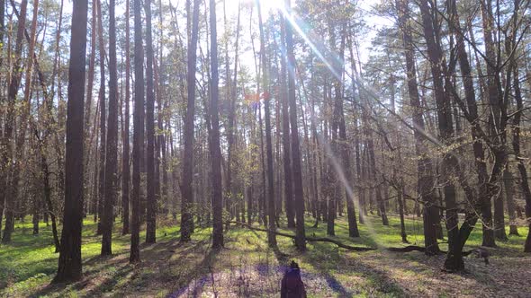 Walking Through the Forest with Pine Trees During the Day POV Slow Motion alt