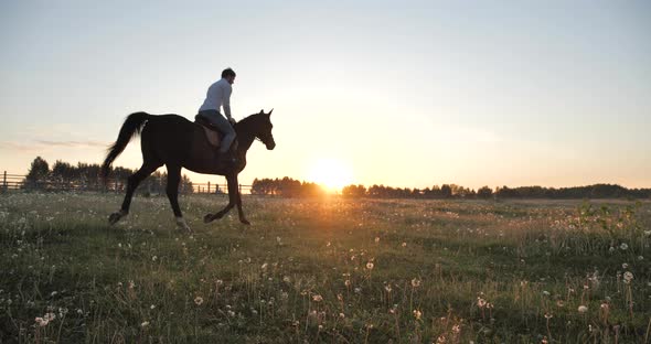 A Rider Gallops Across a Field of Flowers at Dawn