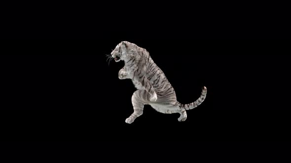 White Tiger Dancing 4K alt