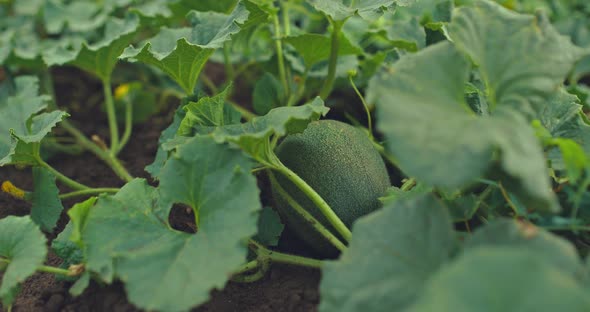 Melon Growing in the Fields Melon Fruit Ripens alt