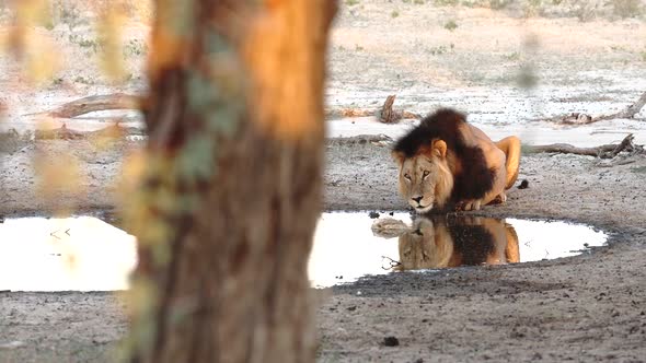 Huge Male Lion at a Waterhole