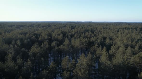 Flying Above Pine Forest In A Day Time