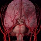 The arteries of the brain - VideoHive Item for Sale