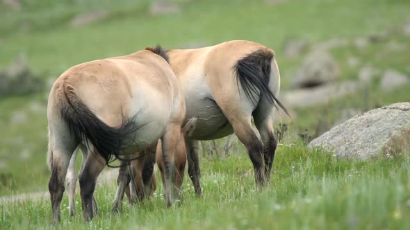 Wild Przewalski Horses in Real Natural Habitat Environment in The Mountains of Mongolia alt