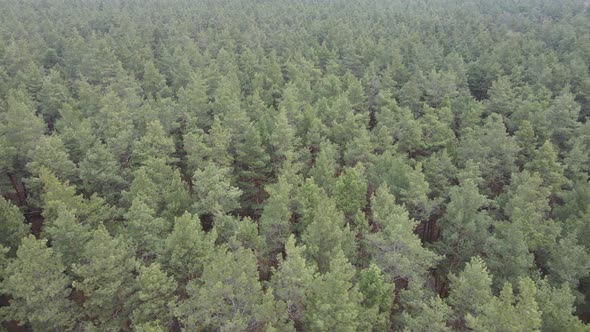 Forest Landscape Aerial View Slow Motion alt