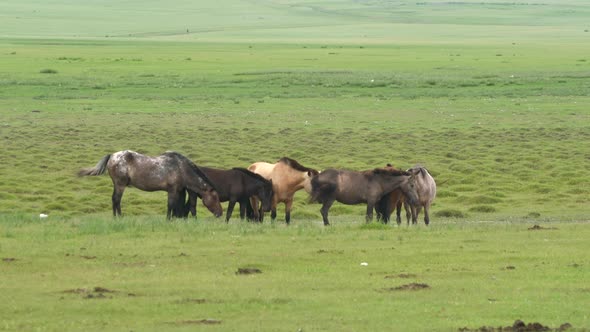 Free Herd of Wild Horses in Vast Meadow alt