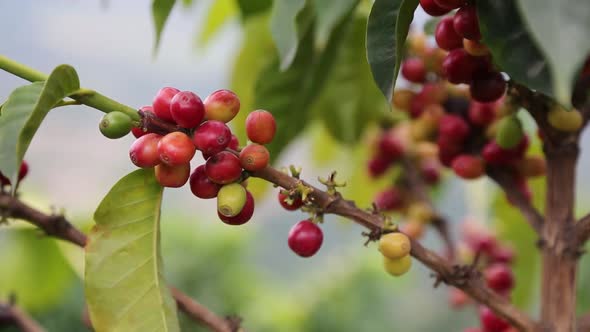 Colombian Coffee alt