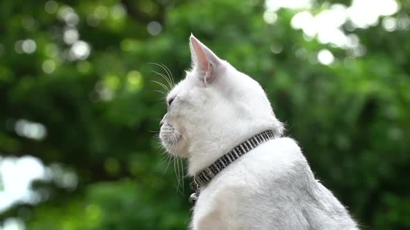 Close Up Of  Silver Cute Cat Looking On Green Grass  alt