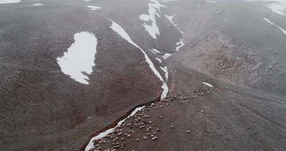 Flock of Sheep in Snowy Weather alt