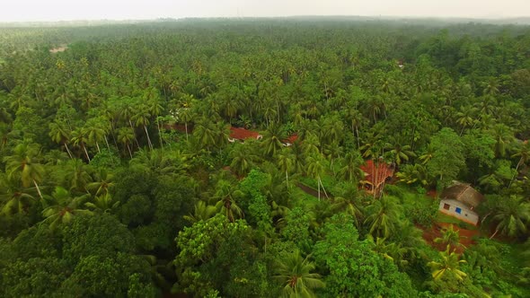 Coconut Plantation 2