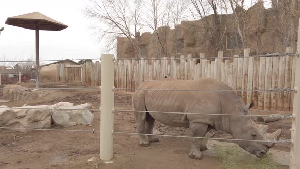 rhinos at the zoo grazing happily alt