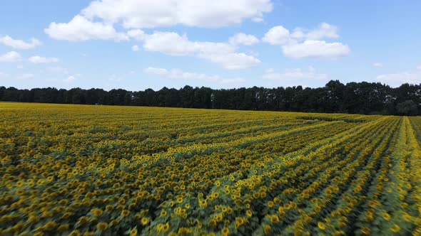 Aerial View of a Field with Sunflowers alt