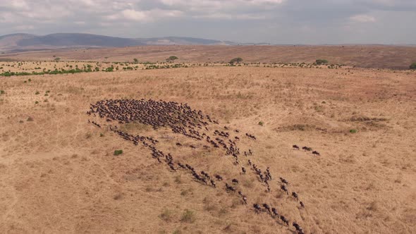 Aerial of gnus herd in the African savannah alt