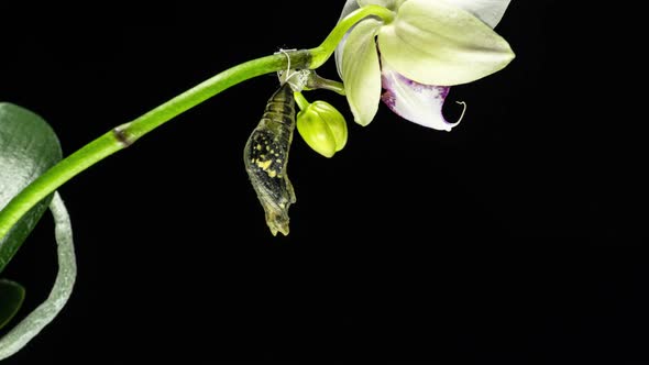 Development and Transformation Stages of Lime Butterfly -Papilio Demoleus - Malayanus Hatching Out alt