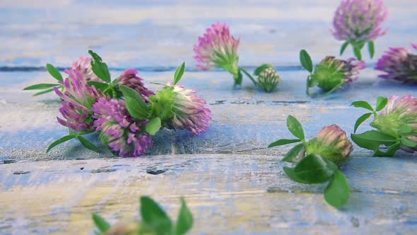 Fresh flowers of clover drops on vintage light blue wooden tabletop. Slow motion. alt