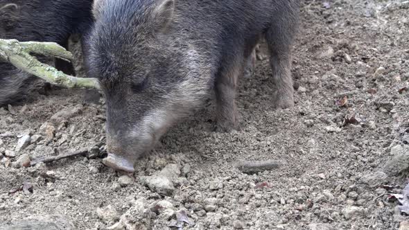 Wild boar - Pekari with white lips - Tayassu pecari digging a snout into the ground  alt