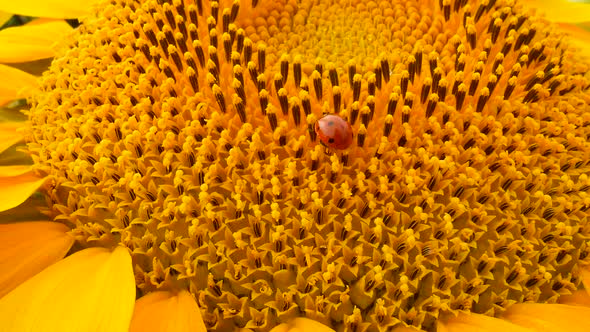 Red Ladybird on Sunflower on Field