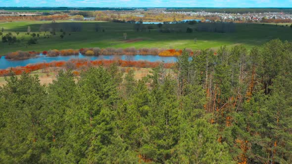 Aerial View Of Pine Trees Growing On River Coast. spring season sunny day,