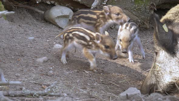 Close up shot cute baby Boars resting and cuddling outdoors next to mother during sunlight alt