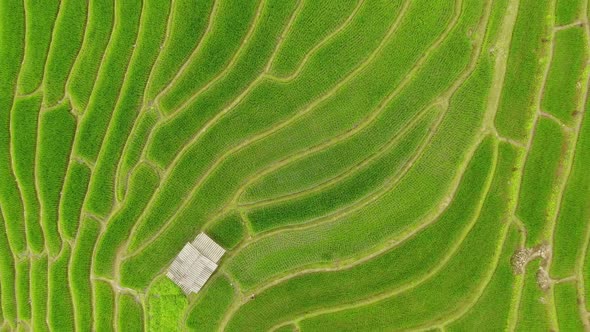 Smart Digital Agriculture Technology By Futuristic Sensor Data Collection alt