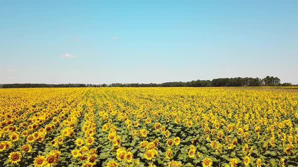 Sunflowers Field on Sky Background alt