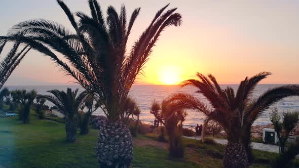 Palm Trees Growing Near a Beach on a Sunset Background. alt