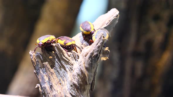 Group of yellow black african scarab beetles resting in sun on trunk of tree at nature alt