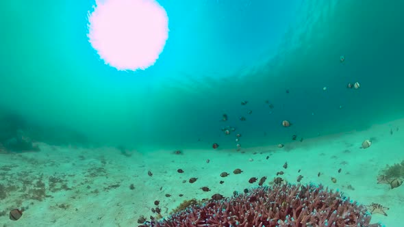 Coral Reef and Tropical Fish. Panglao, Philippines. alt