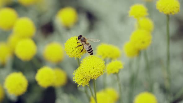 A bee on a yellow flower alt