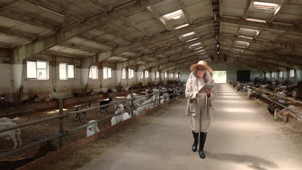 Aged Woman Walking at Goat Farm with Digital Tablet in Hands alt