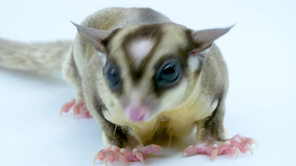 Close-up of a sugar glider on a white studio background then looks into camera with its large black alt
