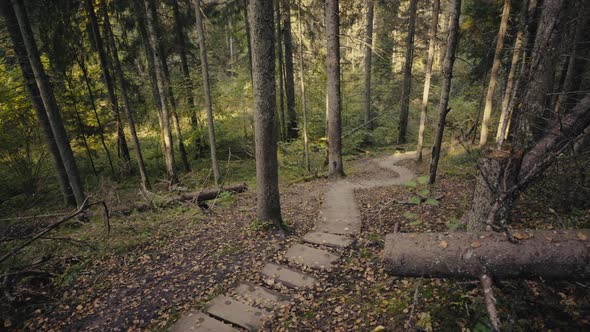 Walk Through the Forest in the Gauja National Park