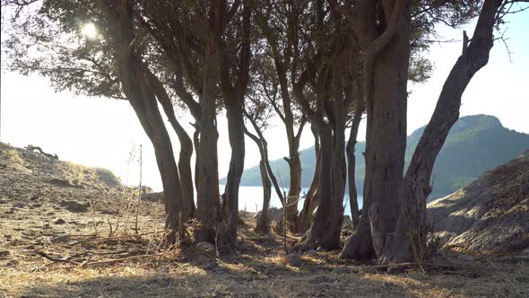 Old Trees Amos Island Turkey alt