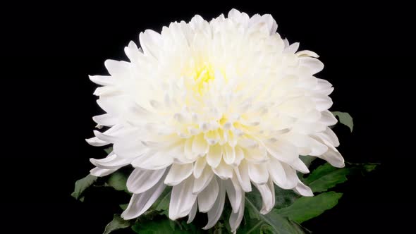 White Chrysanthemum Flower Opening By Nao98 Videohive