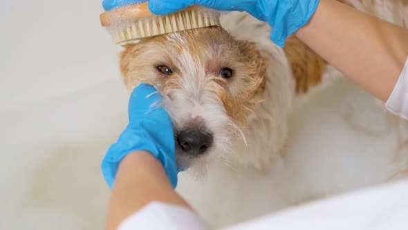 A veterinarian in blue gloves washes a dog with shampoo in a tub of water. grooming procedure alt