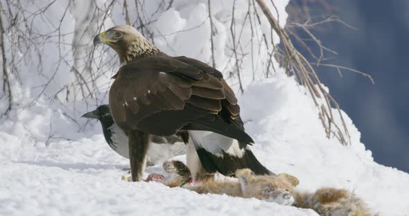 Closeup of a Aggressive Golden Eagle Scaring Away Crows and Magpies From Prey at Mountain in the
