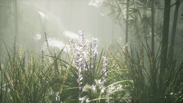 Grass Flower Field with Soft Sunlight for Background alt