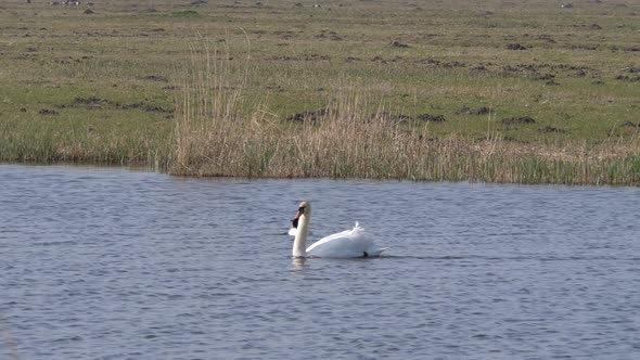 White swan swims in a ditch in the polder of Eemnes in the Netherlands alt
