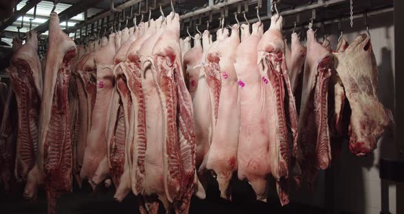 Pork Carcasses Hung On Hooks In The Freezer For Processing Into Sausages alt