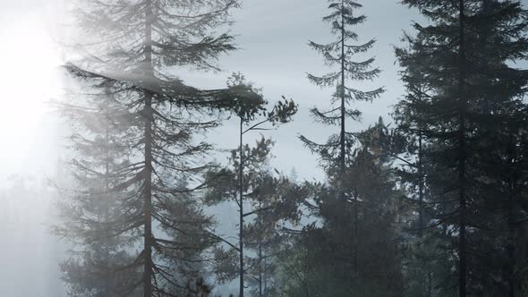 Misty Nordic Forest in Early Morning with Fog alt