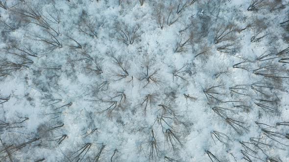 Flying Above Winter Trees alt