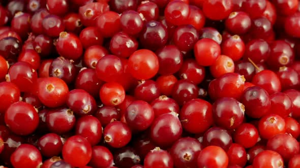 Cranberry berries seamless rotation alt