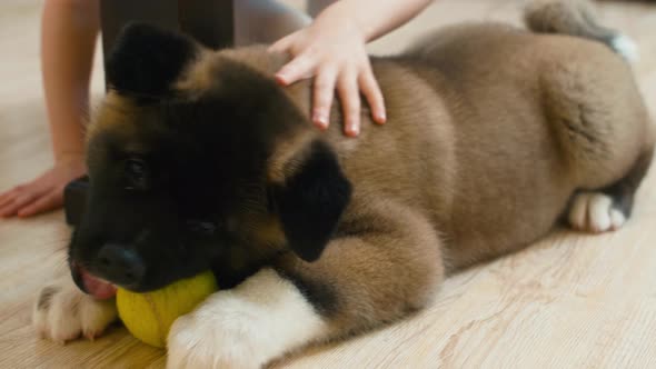 Puppy biting ball near child