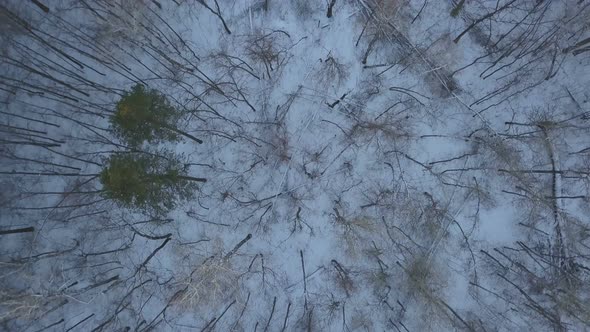 Winter Woods From Above